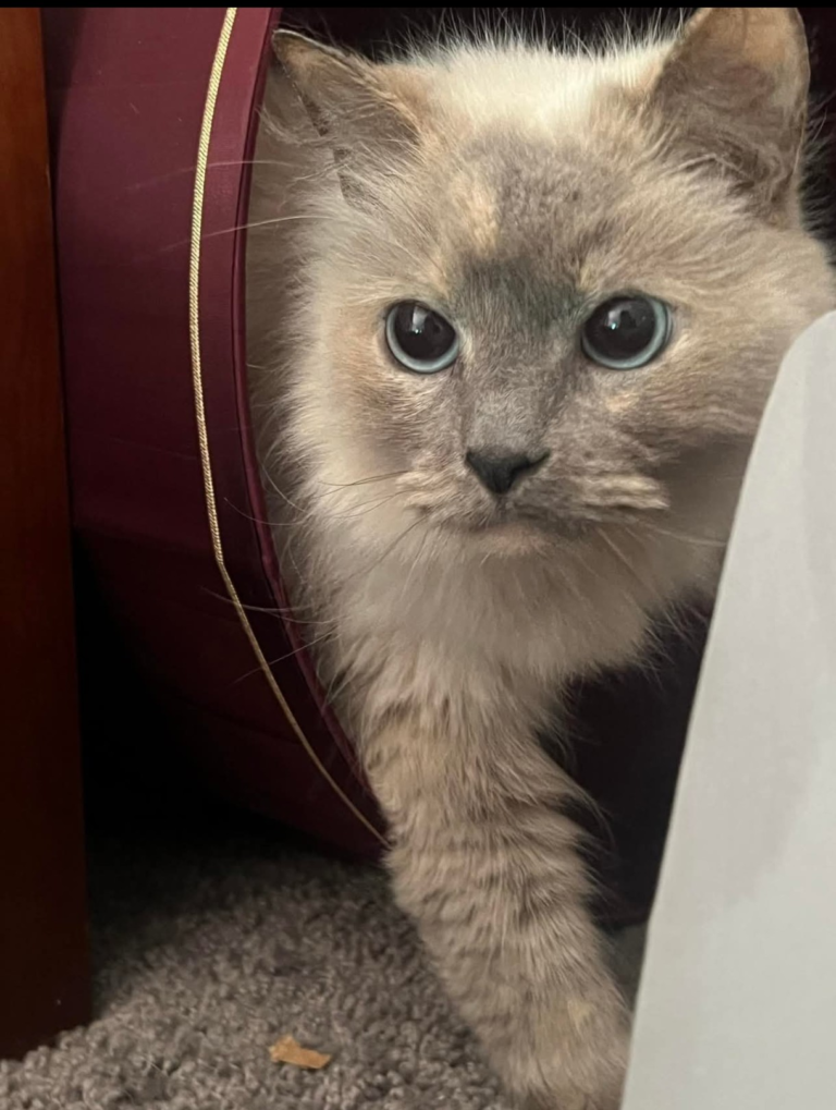 Baird family cat with blue eyes